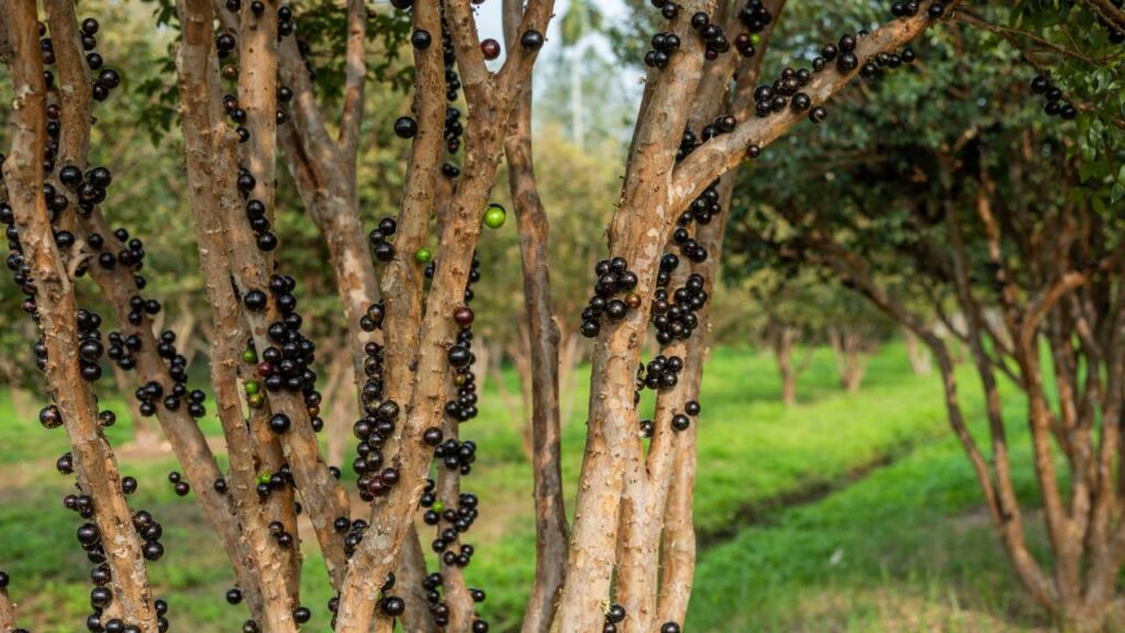 Um jeito simples de plantar jabuticaba no verão e aproveitar a fruta fresca em casa