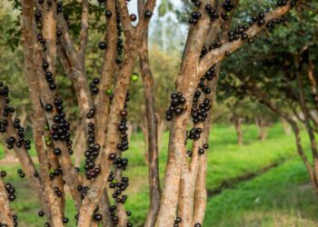 Um jeito simples de plantar jabuticaba no verão e aproveitar a fruta fresca em casa