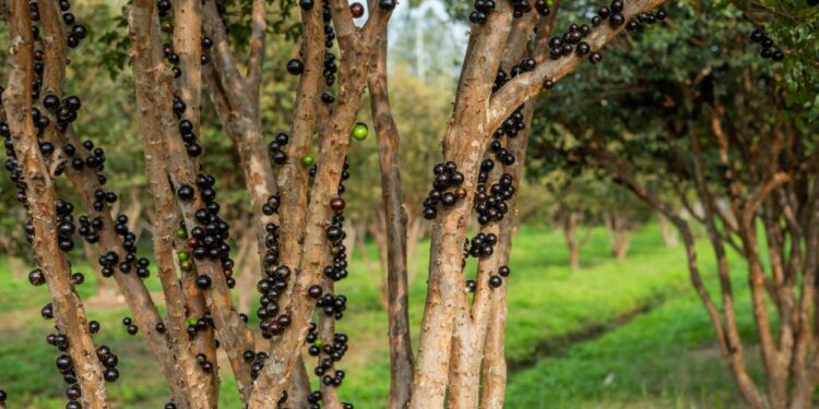 Um jeito simples de plantar jabuticaba no verão e aproveitar a fruta fresca em casa