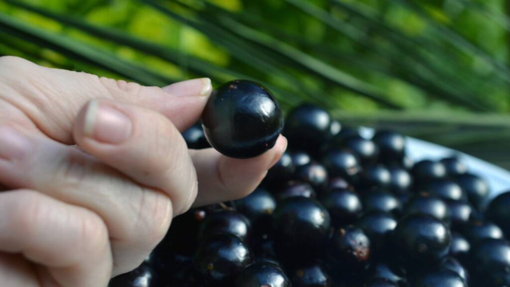 Um jeito simples de plantar jabuticaba no verão e aproveitar a fruta fresca em casa