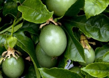 Tenha maracujás frescos ao alcance das mãos plantando em vasos