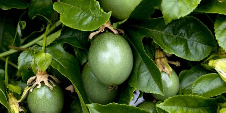 Tenha maracujás frescos ao alcance das mãos plantando em vasos