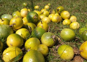 Colheita de maracujá