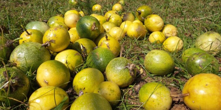 Colheita de maracujá