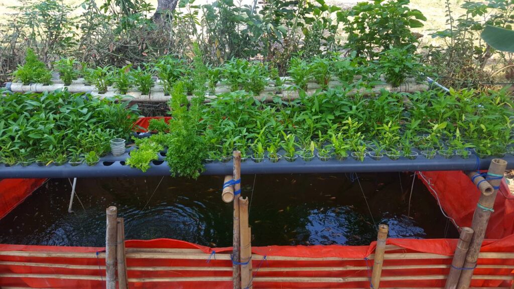 plantio de espinafre