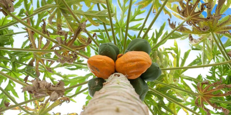Como cuidar do mamoeiro em casa e aproveitar frutas frescas direto do pé