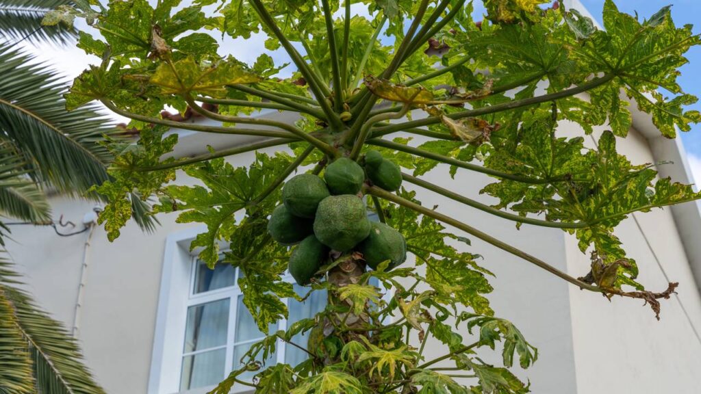 Como cuidar do mamoeiro em casa e aproveitar frutas frescas direto do pé