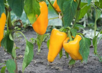 plantar pimentão em casa