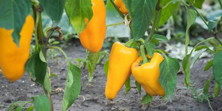 plantar pimentão em casa