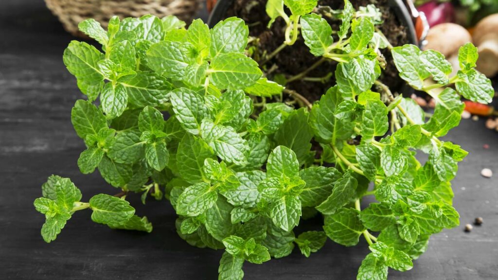 plantar hortelã em casa