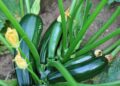 cultivo de abobrinha