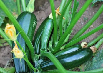 cultivo de abobrinha