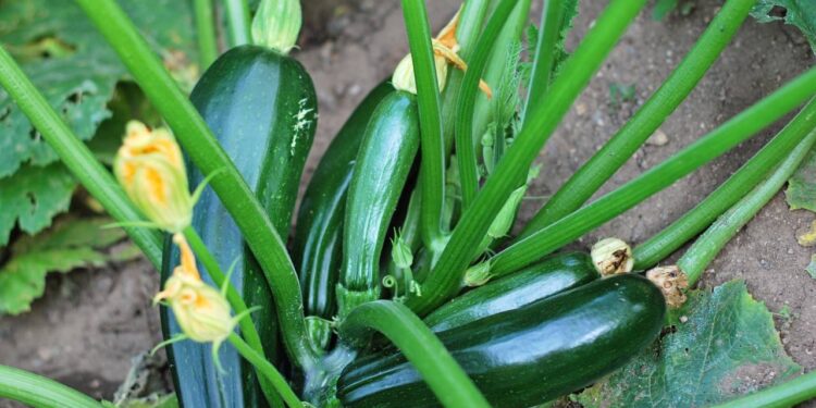 cultivo de abobrinha