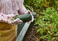Passo a passo para plantar abobrinha em casa e colher com frequência mesmo em pouco espaço