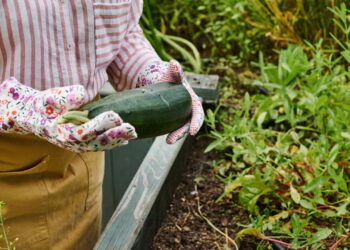 Passo a passo para plantar abobrinha em casa e colher com frequência mesmo em pouco espaço