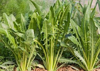 plantio de almeirão em casa