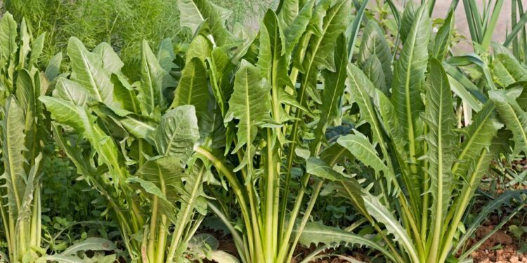 plantio de almeirão em casa