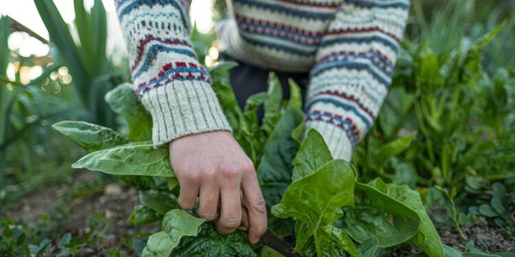 plantio de espinafre