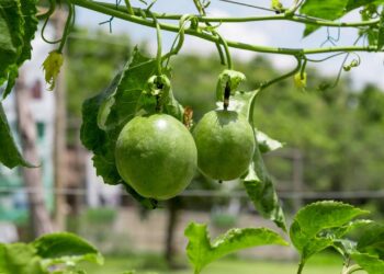 Plantação de maracujá