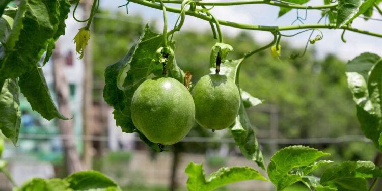 Plantação de maracujá