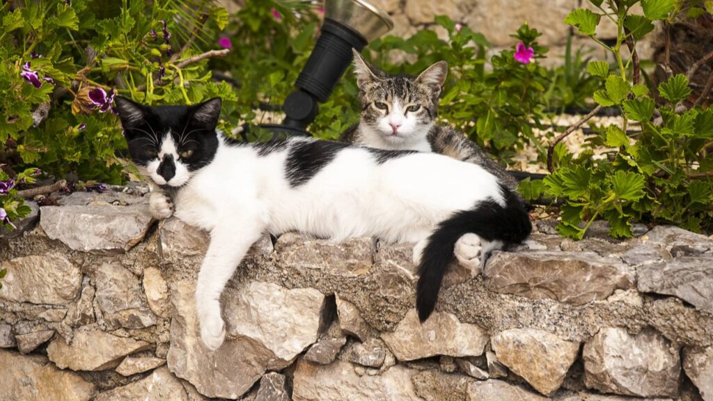 plantas que seguras para gatos