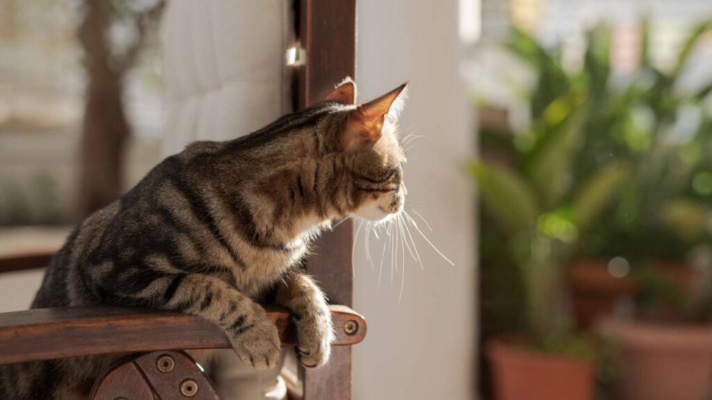 plantas que seguras para gatos