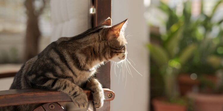 plantas que seguras para gatos