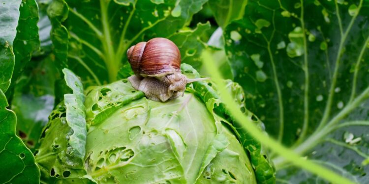 Conheça os insetos mais comuns do verão como trips e mosca branca e aprenda a identificar danos