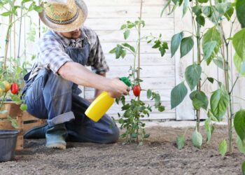Pequenos erros no cultivo facilitam a propagação de pragas e aumentam o risco de infestação