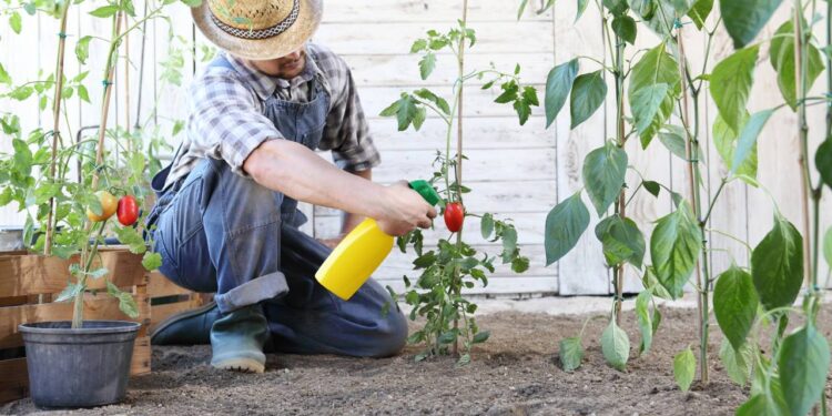 Pequenos erros no cultivo facilitam a propagação de pragas e aumentam o risco de infestação