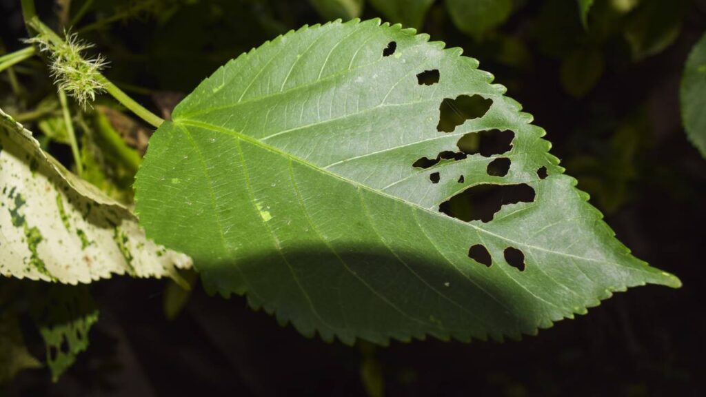 Pragas de verão atacam folhas, raízes e caules quando você menos espera