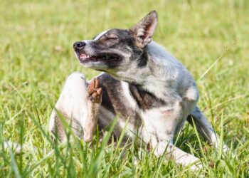 prevenir pulgas e carrapatos no pet durante o verão