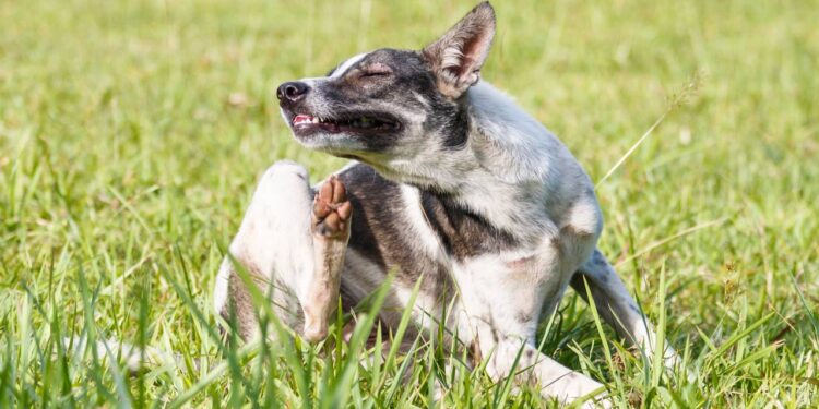 prevenir pulgas e carrapatos no pet durante o verão