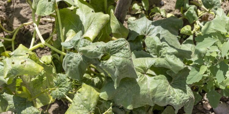 COMO ACABAR COM PULGÕES