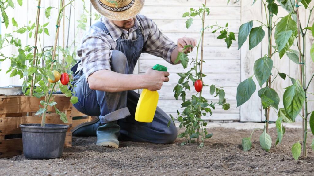 dicas para eliminar pulgões