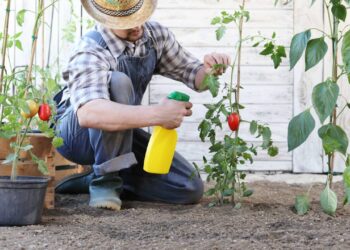 dicas para eliminar pulgões