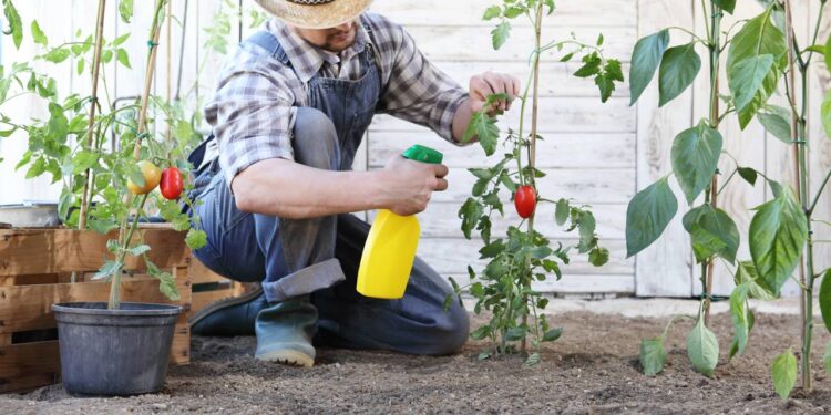 dicas para eliminar pulgões
