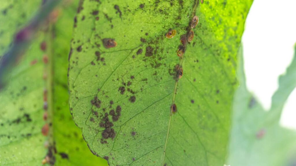 dicas para eliminar pulgões