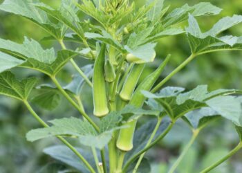 Economize na feira! Tenha quiabo orgânico e fresco plantado no seu quintal agora