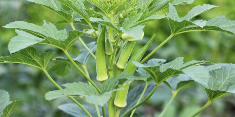 Economize na feira! Tenha quiabo orgânico e fresco plantado no seu quintal agora
