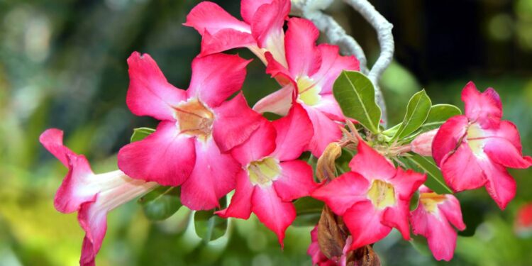 plantio de rosa do deserto no solo