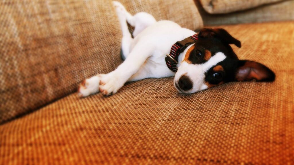 3 sinais de que seu cachorro está entediado