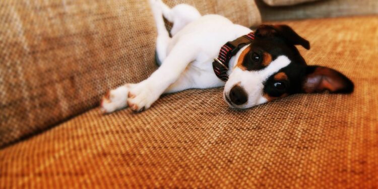 Saiba quando o comportamento de dar voltinhas do cachorro antes de deitar é normal