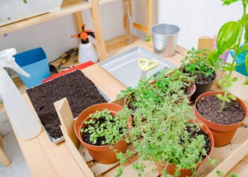Como plantar tomate cereja em vasos