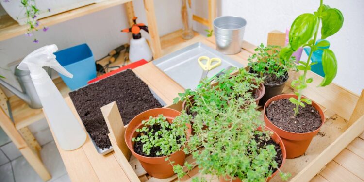 Como plantar tomate cereja em vasos