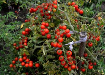 plantação de tomate cereja
