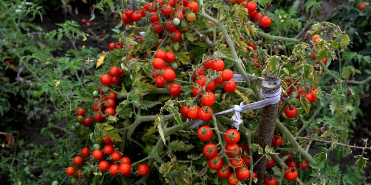 plantação de tomate cereja