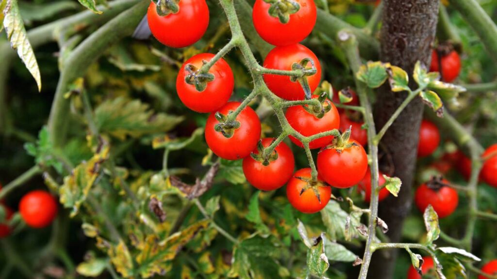 plantio de tomate cereja