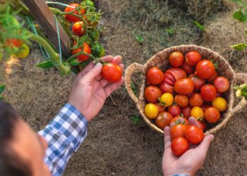 Colheita de tomate cereja