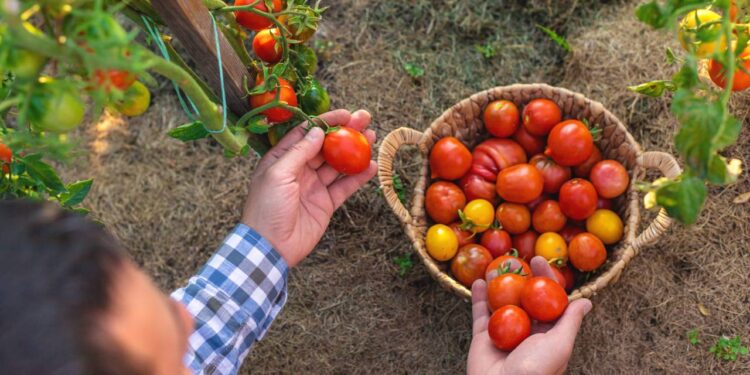 Colheita de tomate cereja